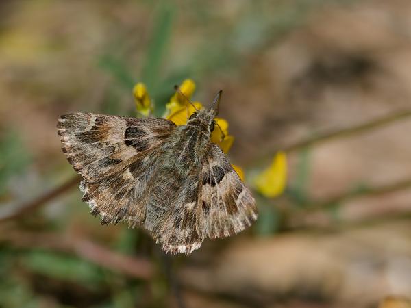 <h3><a href="/trips/ebro/biota/animalia/arthropoda/insecta/022 lepidoptera/003 hesperiidae pyrginae/carcharodus alceae/carcharodus alceae-nl.html">Carcharodus&nbsp;alceae</a> / Mallow&nbsp;skipper / Kaasjeskruiddikkopje</h3>OM-1 Mark II met OLYMPUS M.300mm F4.0, 1/2000 sec  bij F4.0, ISO 200, afstand 2.35&nbsp;m
